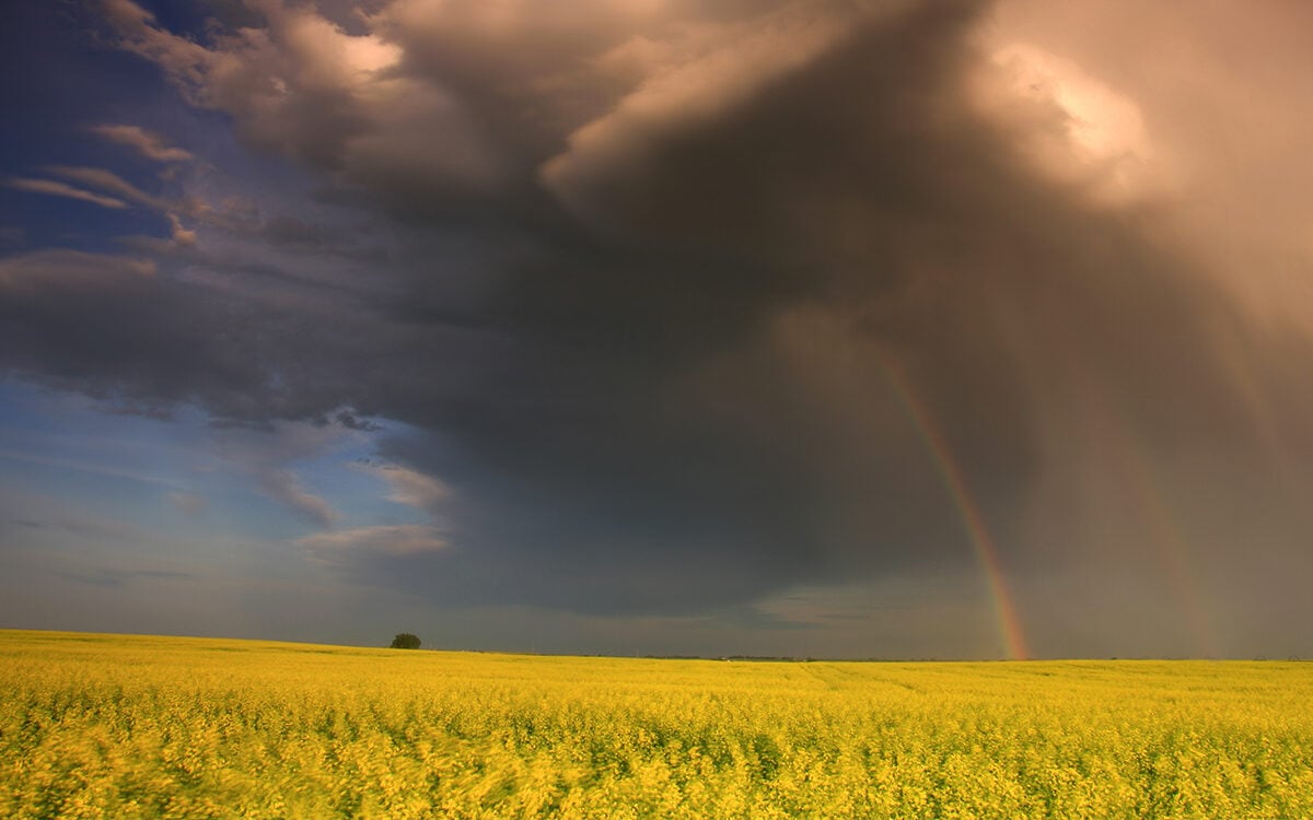 a rainbow over a field