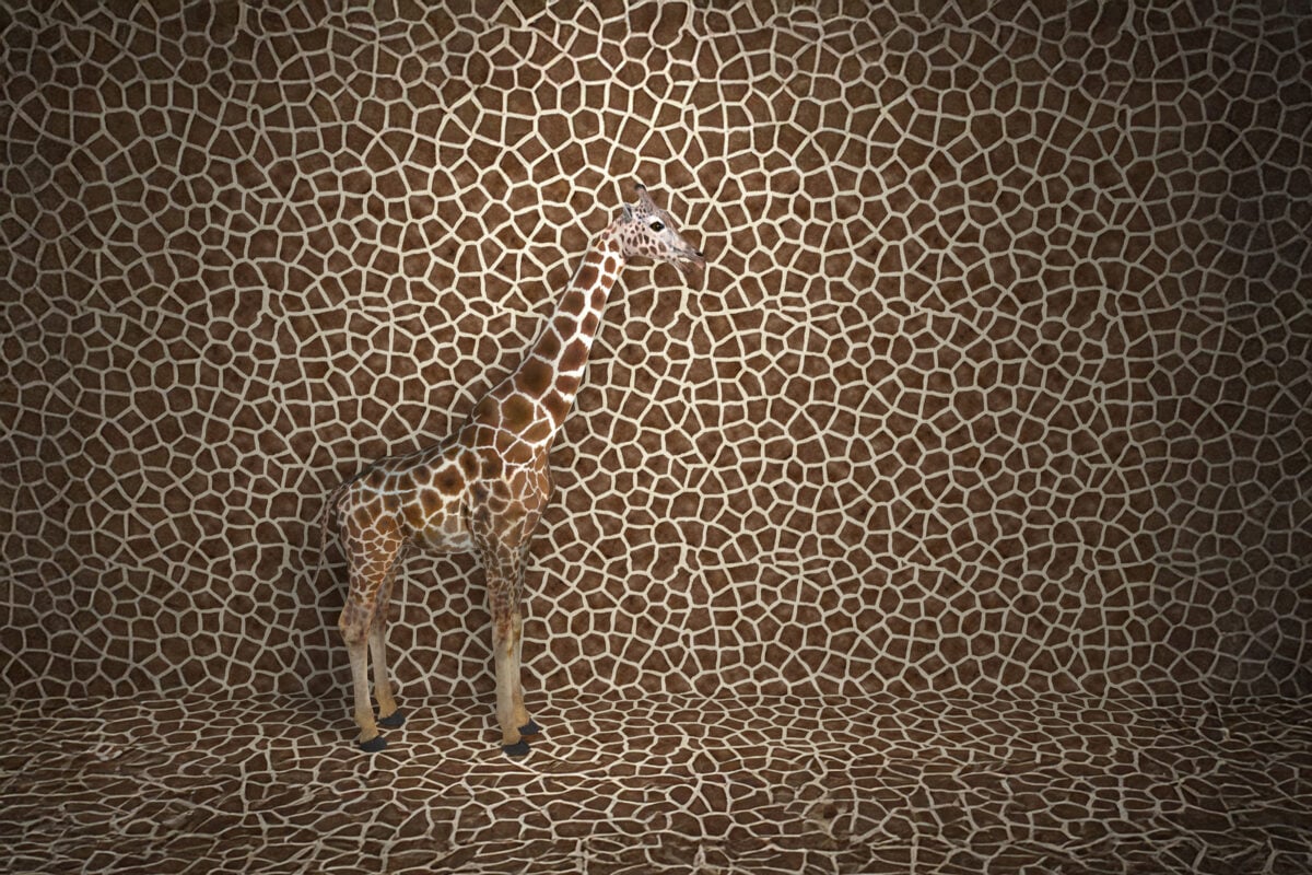 Giraffe standing against a giraffe-print background, concept of invisibility