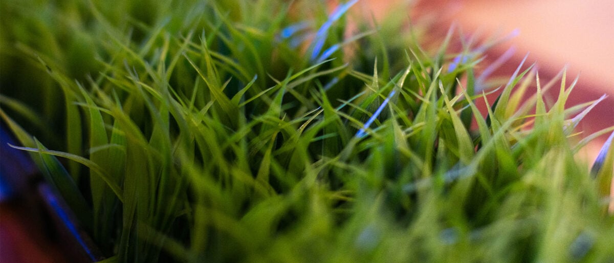 a close up of grass