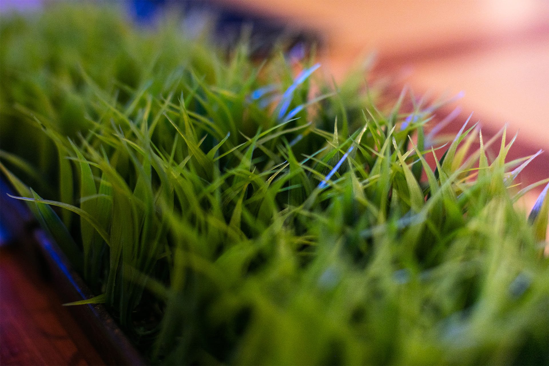 a close up of grass