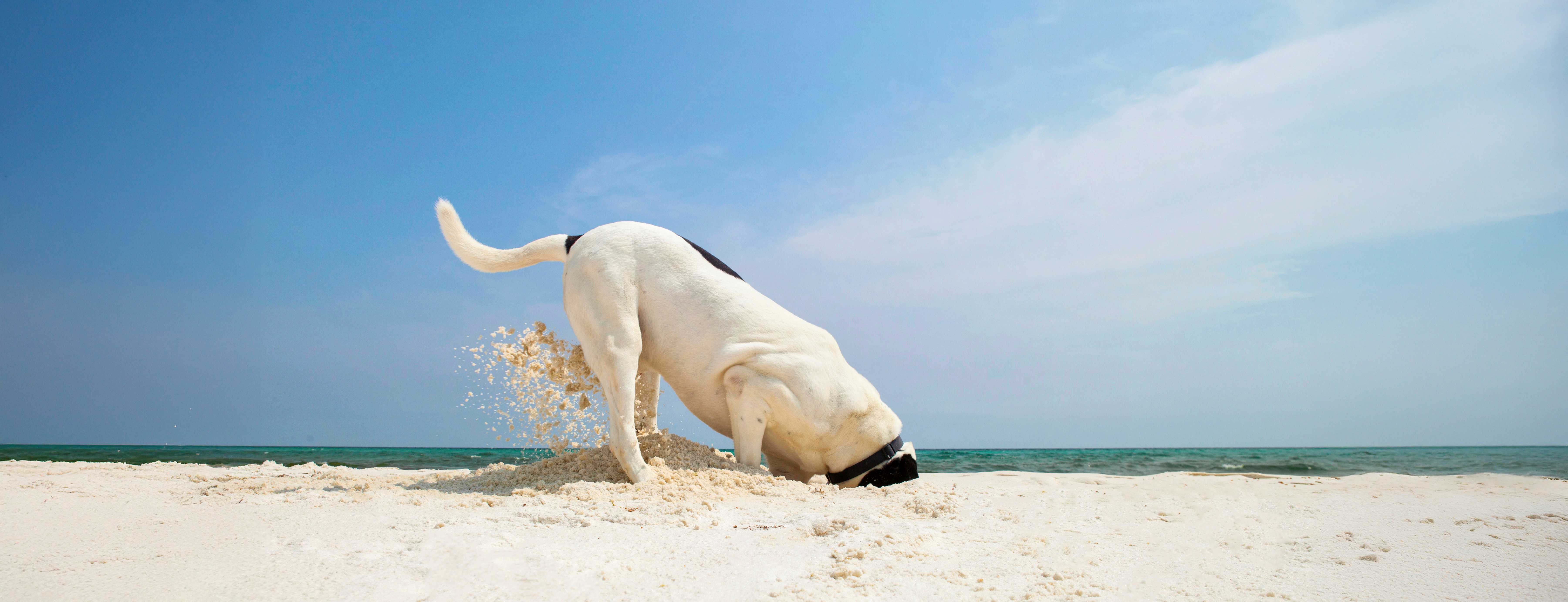 Dog digging in sand on the beach